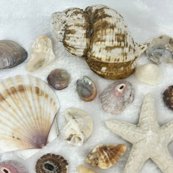 Mixed Lot 7oz Assorted Beach Seashells Starfish Natural Ocean Shell Decor Craft - Picture 7 of 8